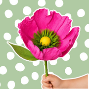 Hand holding a giant pink flower against a green background with white polka dots