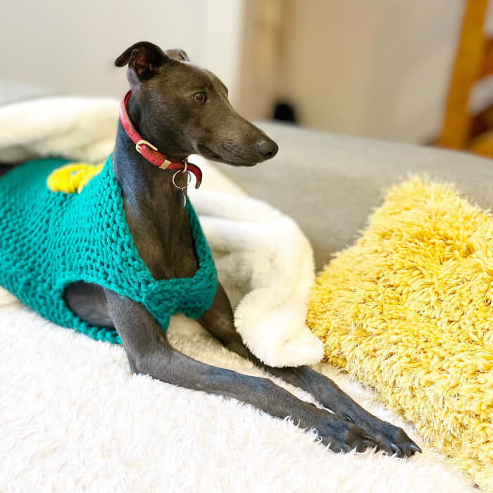 Learn to knit a Dog Jumper in London Craft Studio Live Class